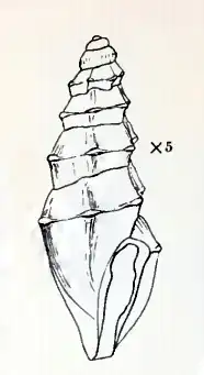 Ithycythara psila created by Bush in 1885