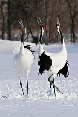 Red-crowned cranes honking at sky
