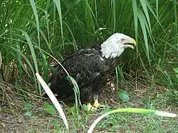 Bald eagle