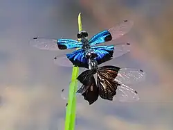 A male and female in cop. Male has blue wings, female has dark wings with a small clear patch.