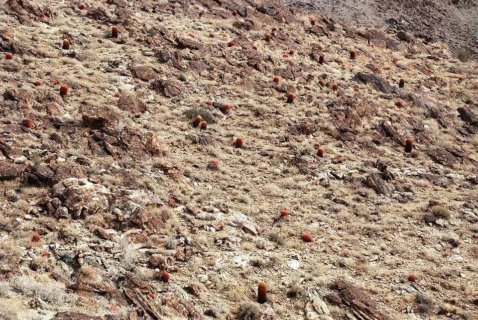 Hillside with many Ferocactus cylindraceus, in Joshua Tree National Park.