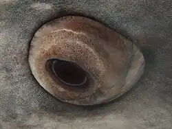 Close up showing eyeball denticles