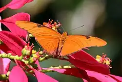 D. i. zoe male, Grand Cayman