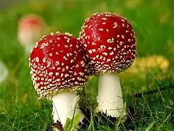 Picture showing two mushrooms with red caps on a meadow