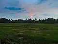 Sunset in paddy field