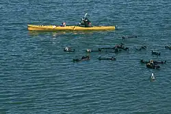 Photo of a person sitting in a boat holding a paddle with otters swimming in the foreground. The boat is approximately 12 feet long and only slightly wider than the paddler.
