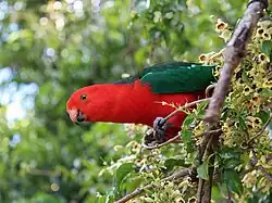 Red parrot with green wings