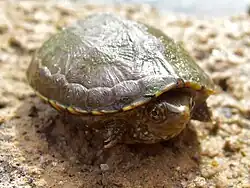 Juvenile, in Arizona