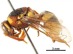 Knemodynerus rhynchoides inclinans