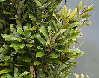 Adult foliage