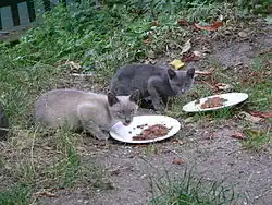 Korat cat and Siamese cat Blue point