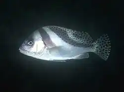 Plectorhinchus cinctus