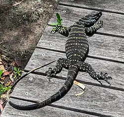 Lane Cove National Park