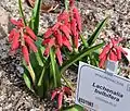 Lachenalia bulbifera, Kirstenbosch Botanical Garden