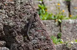 Cleft spiny lizard (S. mucronatus)