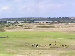 Fields and cattle with Lake Victoria in the distance