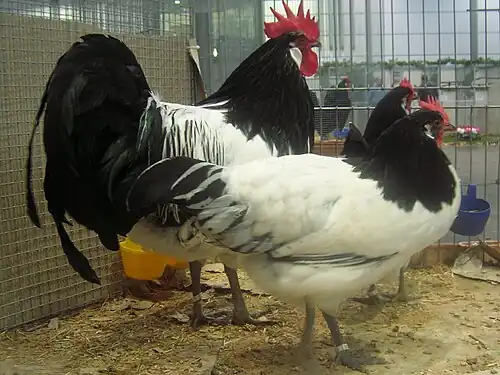 At a show in Leipzig