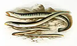 Several species of European lampreys