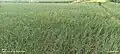 Landscape view of onion cultivation at Lasalgaon