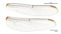 Female wings
