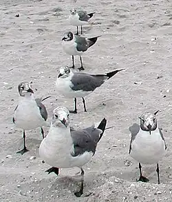 Adult in winter (definitive basic plumage)