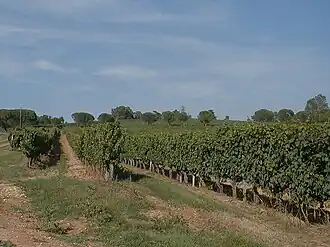 A vineyard in Lembras