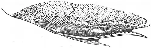 A tongue and sublingua in the ring-tailed lemur, with the serrated sublingua mostly attached to the underside of the tongue.