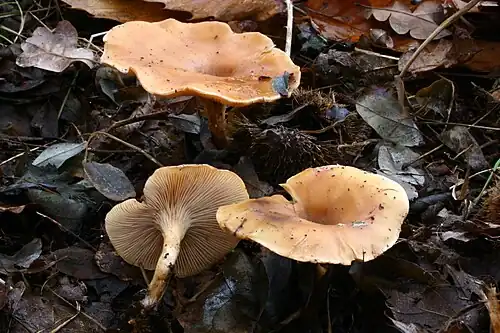 Var. flaccida