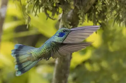 C. c. cyanotus in flight, Colombia