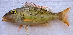 Lethrinus ravus