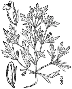 Illustration from Britton and Brown's 1913 An illustrated flora of the northern United States, Canada and the British Possessions