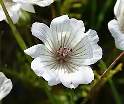 L. douglasii subsp. rosea
