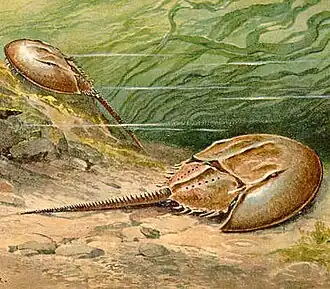 Xiphosurans, the group including modern Horseshoe crabs appeared around 480 Ma.[280]