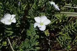 Several white flowers