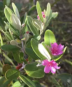 Flowers of Lithomyrtus obtusa