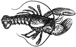 Lobster