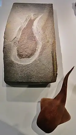 Fossil and model of Loganellia scotica