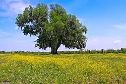 Image 4A field of yellow wildflowers in St. Bernard Parish (from Louisiana)
