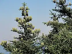 Foliage and cones in the Sierra Bermeja