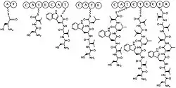 ChemDraw image depicting the synthesis of lugdunin. The synthesis proceeds in typical NRPS fashion with four distinct domains.