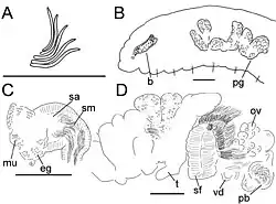 Drawn figures depicting anatomical features of Lumbricillus