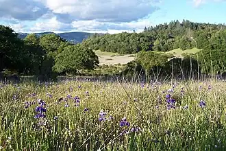 Lupines at Annadel State Park