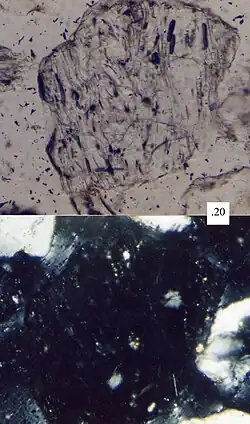 Vitric volcanic lithic fragment, scale in millimeters. Top picture in plane-polarized light, bottom picture in cross-polarized light.