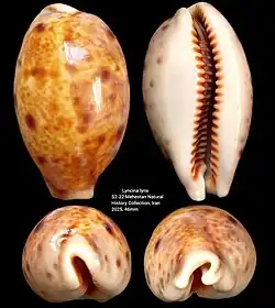 Lyncina lynx S2-22 46mm