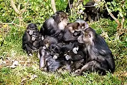 Group of gray monkeys