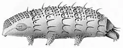 Drawing of Calohypsibius (Macrobiotus) ornatus var. spinifer by Ferdinand Richters, 1900