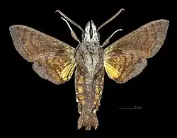 Macroglossum insipida papuanum Male ventral