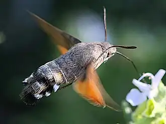Hummingbird hawk-moth