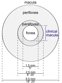 Schematic diagram of the macula lutea of the retina, showing perifovea, parafovea, fovea, and clinical macula