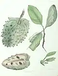 The Custard Apple